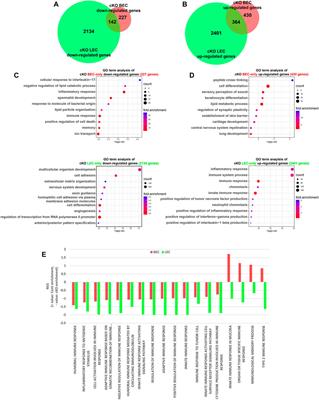 Common and distinct functions of mouse Dot1l in the regulation of endothelial transcriptome